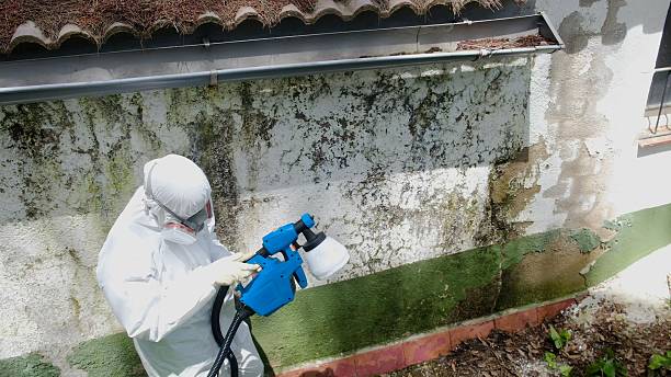 Trusted Black Mold Removal service in Boxford, MA - Cheap Mold Removal